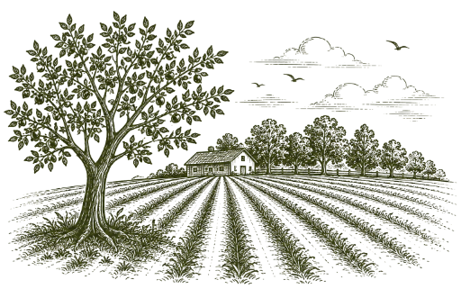 Field & Orchard tree and field illustration